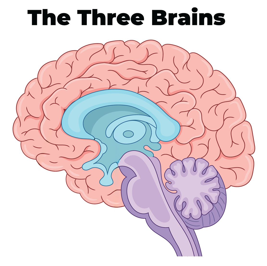The Three Brains sans text